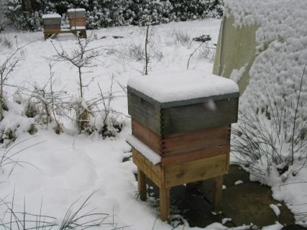 Hive in winter